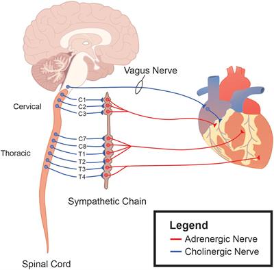 Interplay Between Systemic Metabolic Cues and Autonomic Output: Connecting Cardiometabolic Function and Parasympathetic Circuits